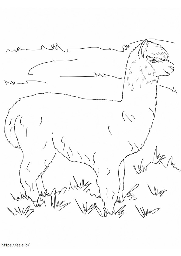 Alpaca Op Een Weiland kleurplaat