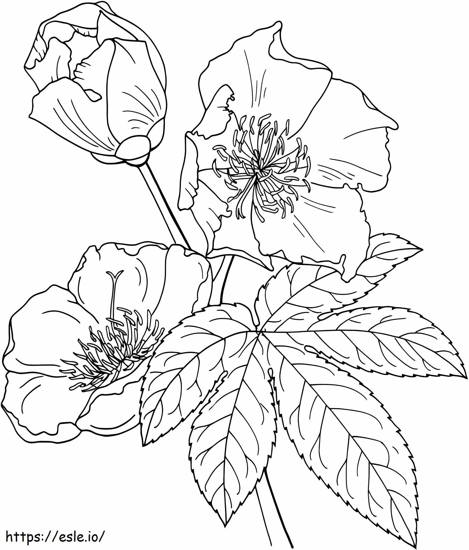 1527065135_Cochlospermum Vitifolium ou árvore de botão de ouro para colorir