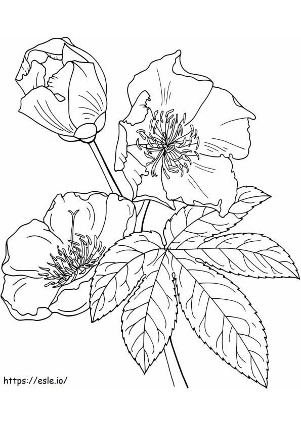 1527065135_Cochlospermum Vitifolium またはキンポウゲの木 ぬりえ - 塗り絵