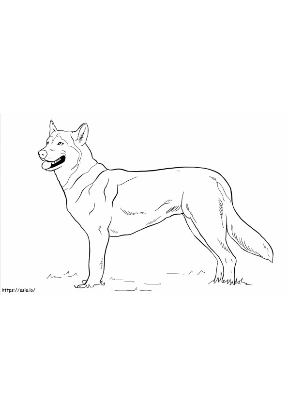 Northern Inuit Dog coloring page