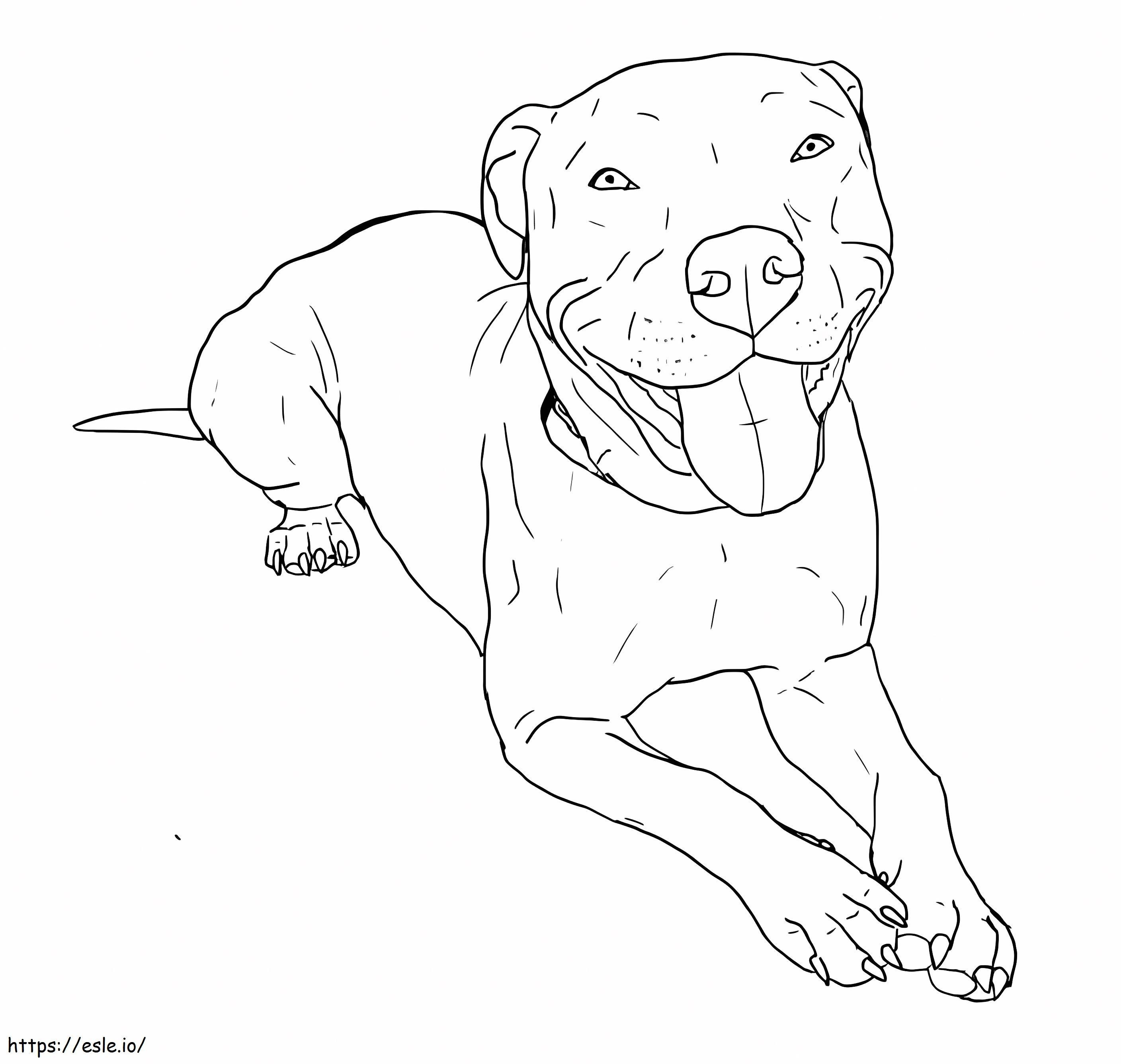 Cute Pitbull coloring page