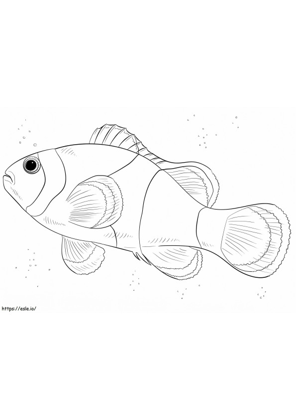 A Clownfish coloring page