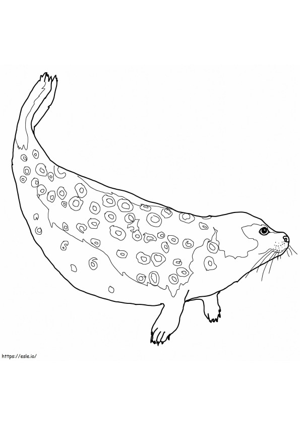 Ringed Seal coloring page