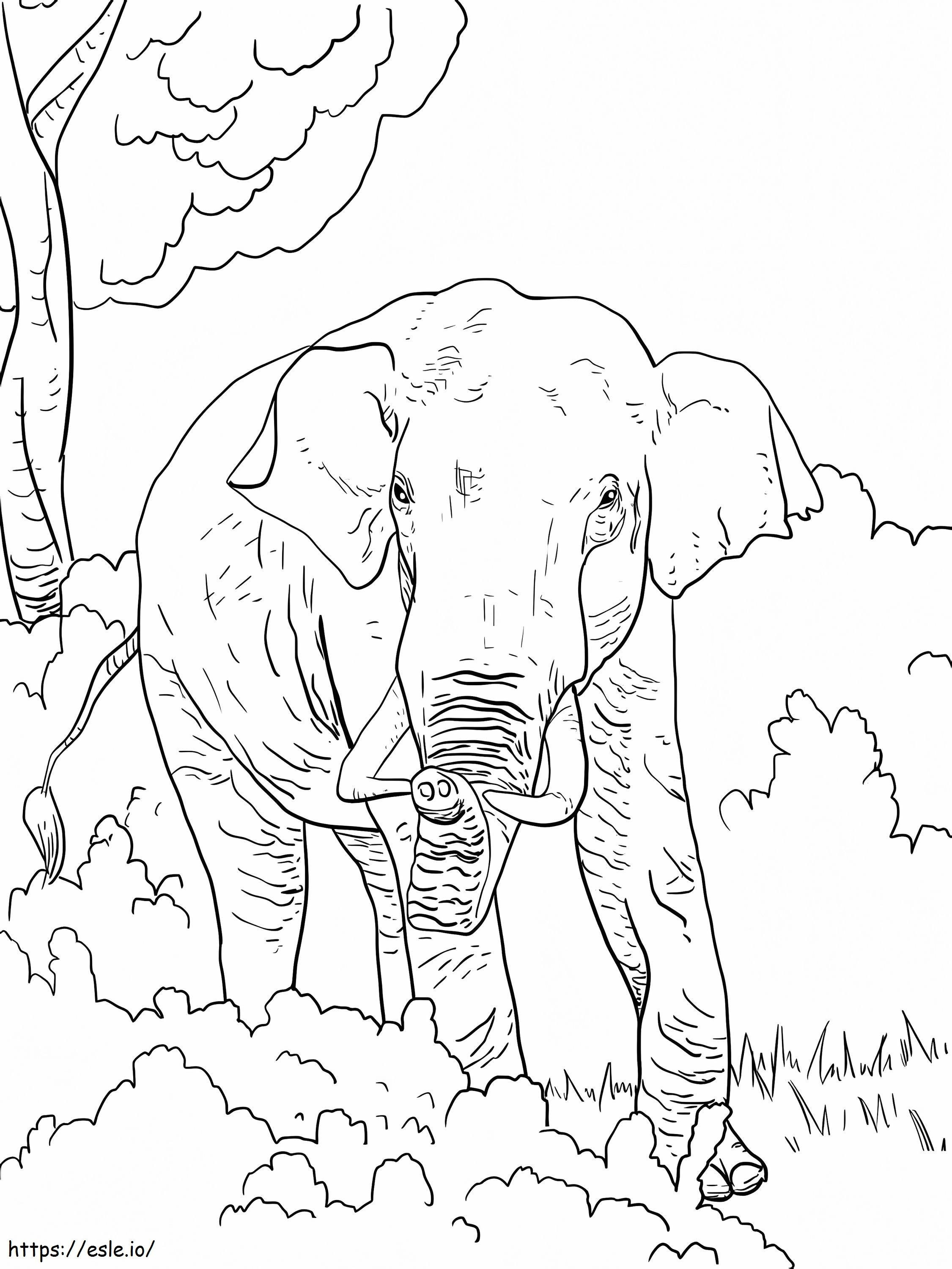 Elefantul indian 1 de colorat