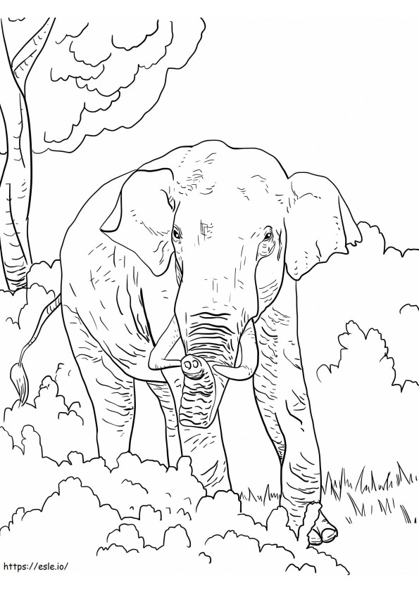 Gajah India 1 Gambar Mewarnai