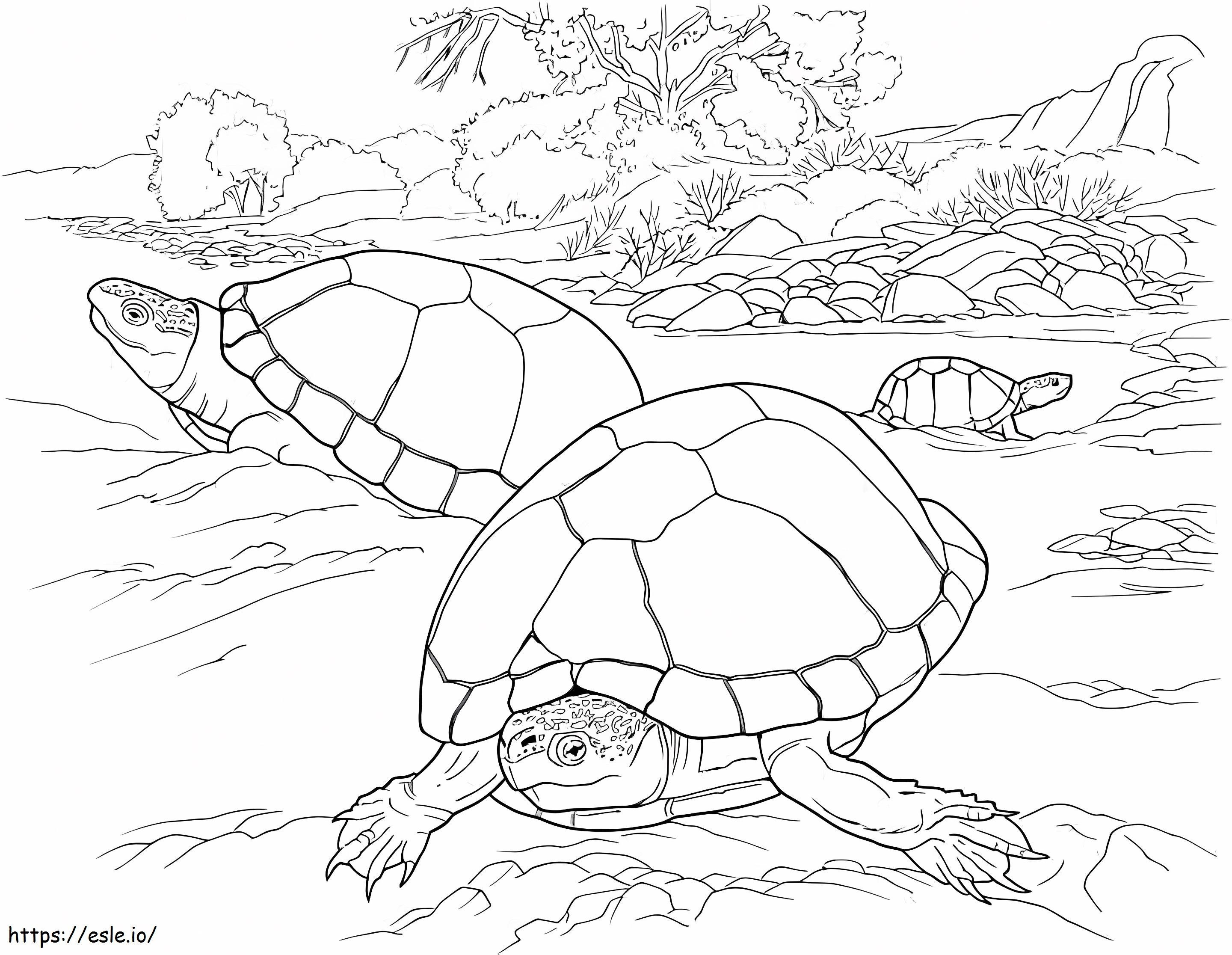 Żółwie Na Pustyni kolorowanka