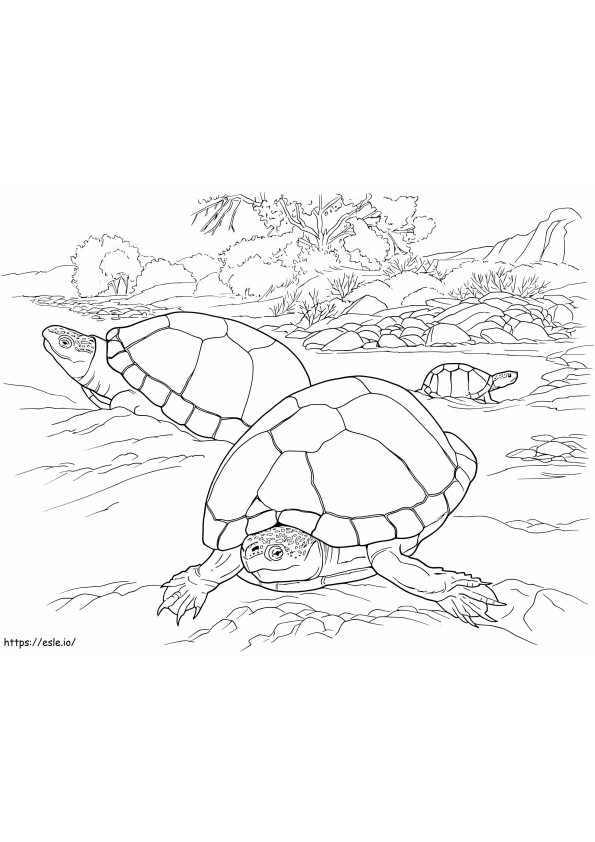 Żółwie Na Pustyni kolorowanka