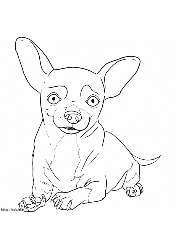 Coloriage Chihuahua a l’air amusant à imprimer dessin