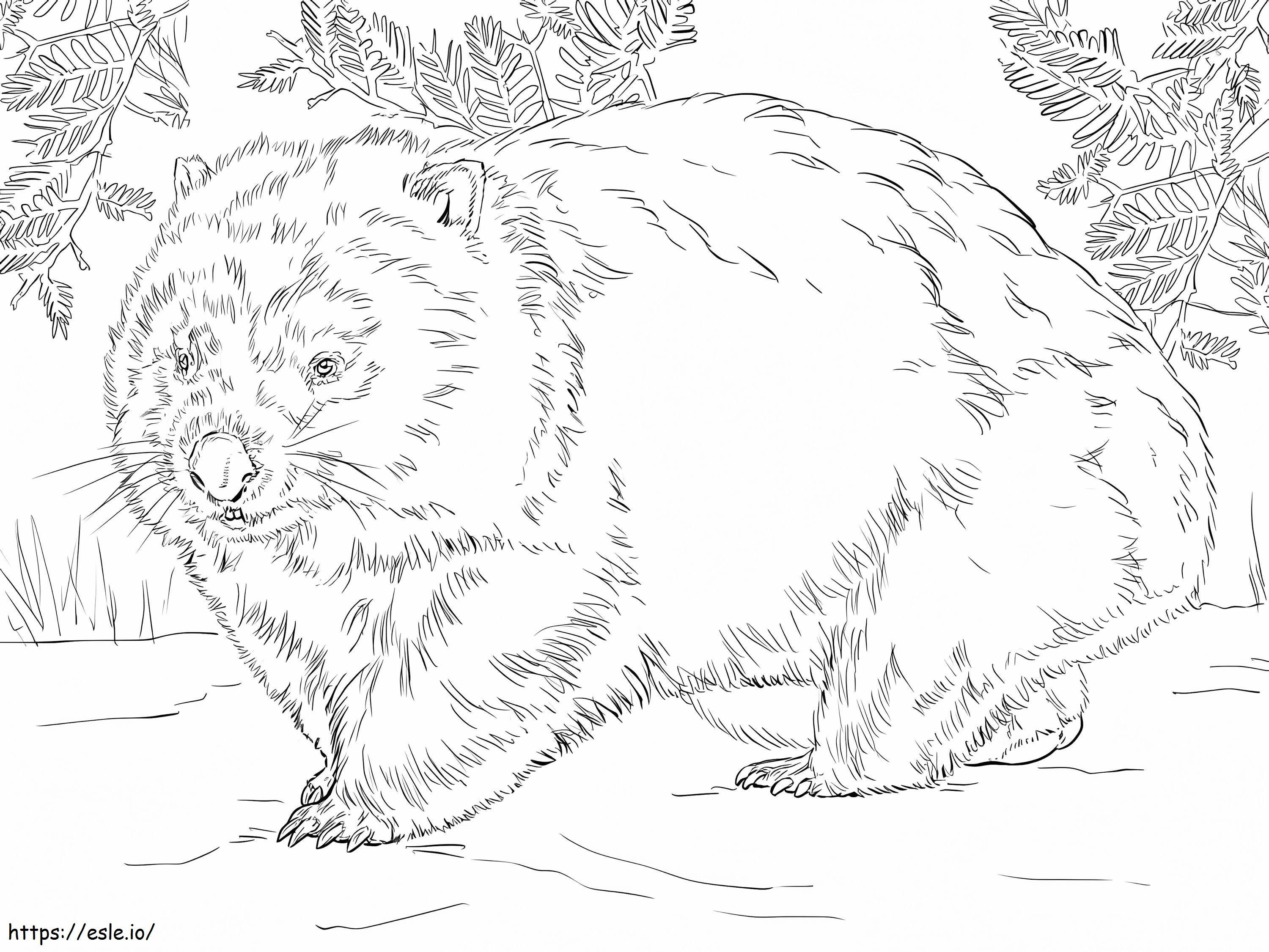 Lihava Wombat värityskuva
