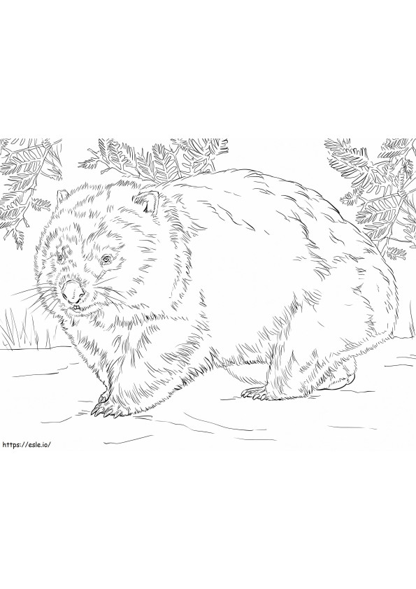 Lihava Wombat värityskuva