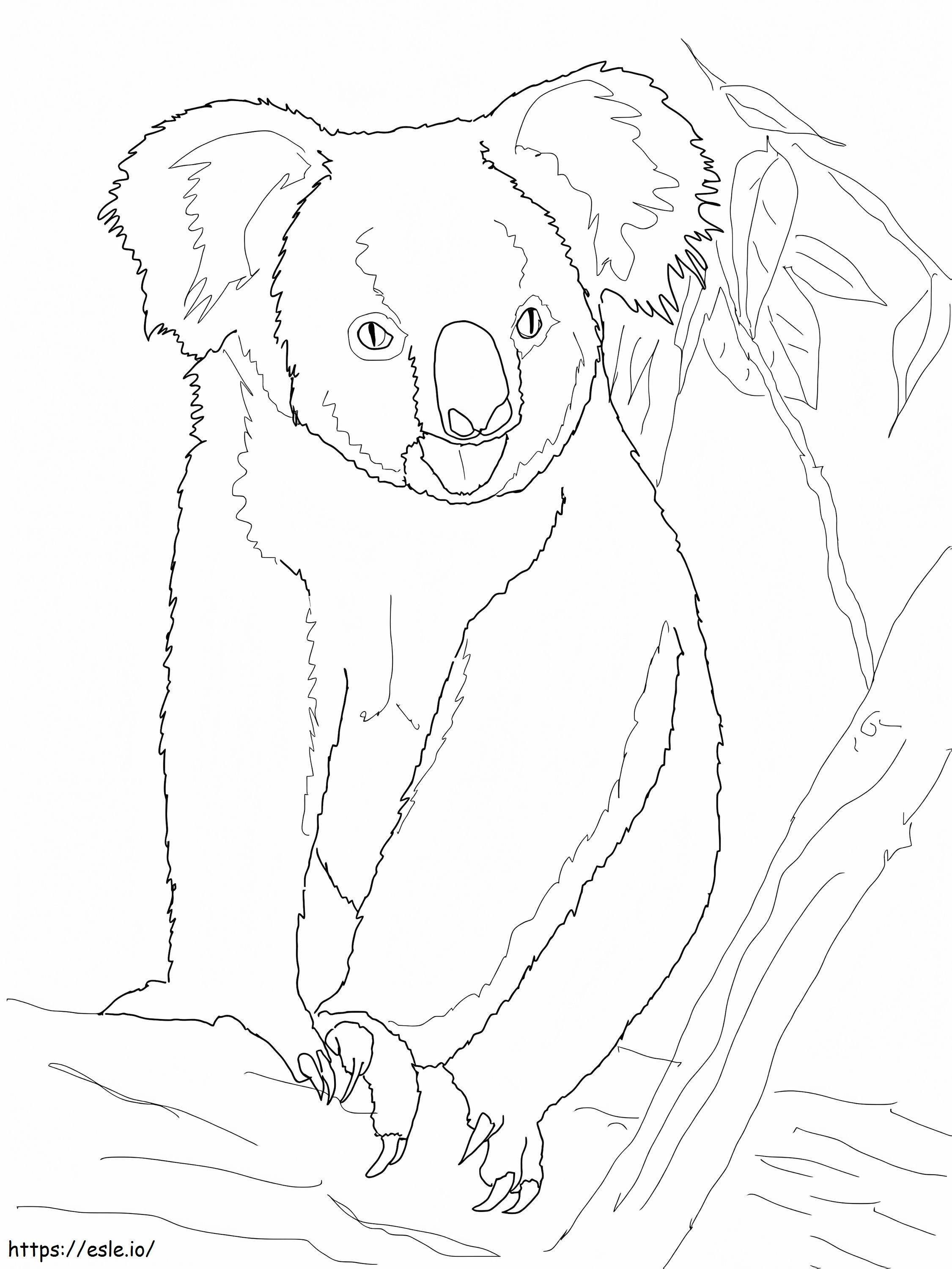 1594428772 Koalabär auf einem Baum ausmalbilder