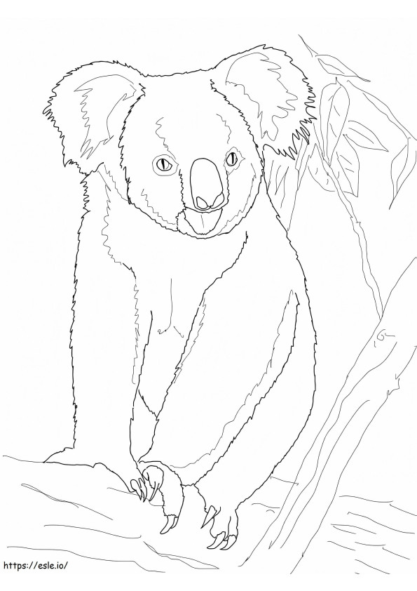 1594428772 Miś Koala na drzewie kolorowanka