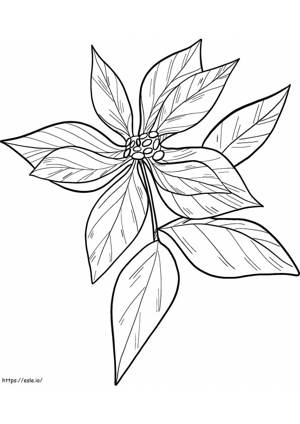 Print Poinsettia Flower coloring page