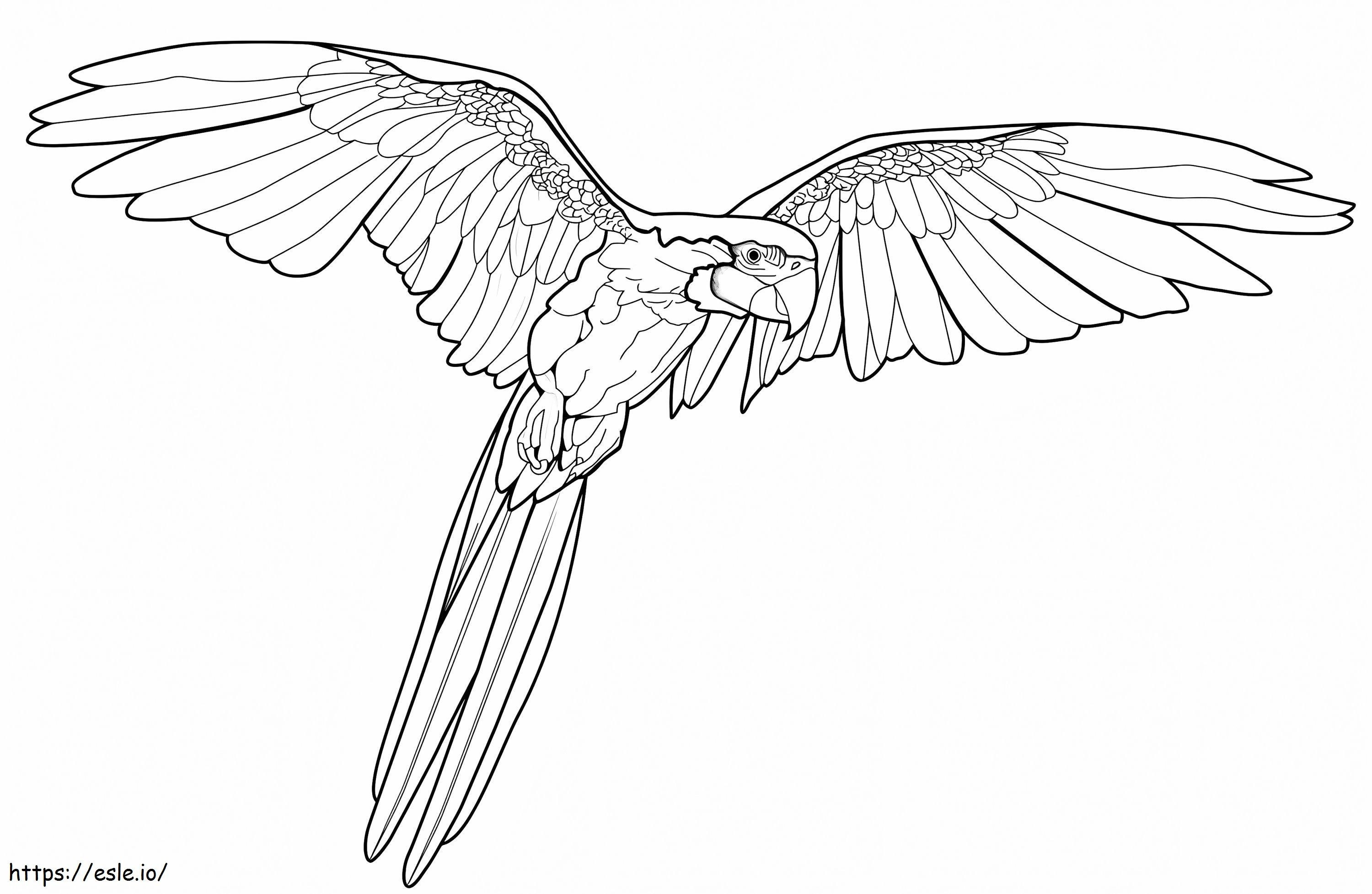 1560328865 Macaw Flying A4 coloring page