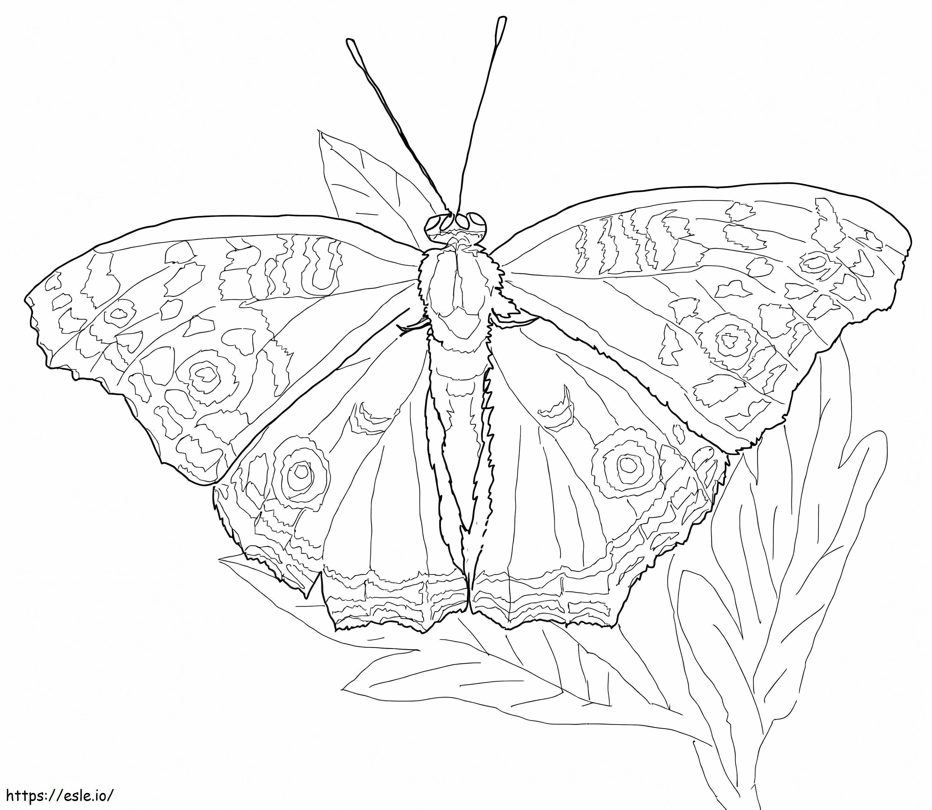 Coloriage Papillon hibou à imprimer dessin