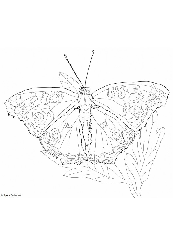 Coloriage Papillon hibou à imprimer dessin