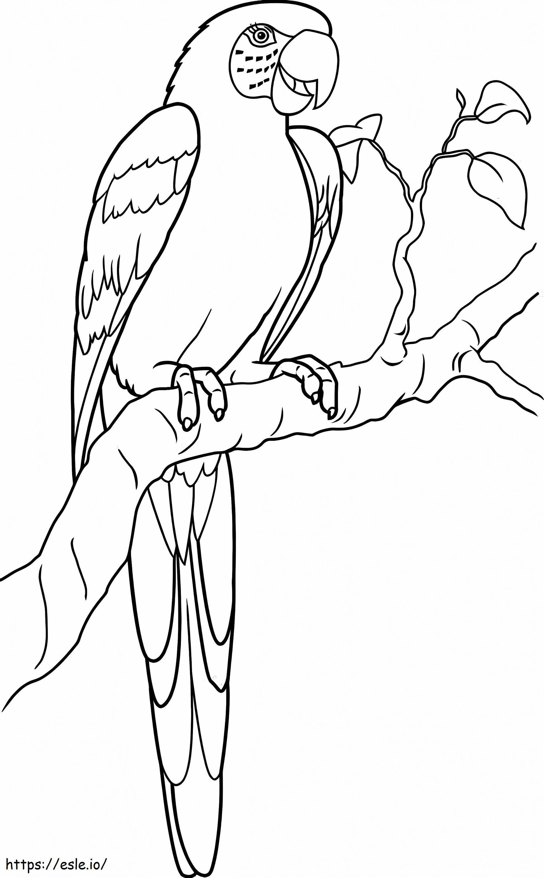Stunning Macaw coloring page