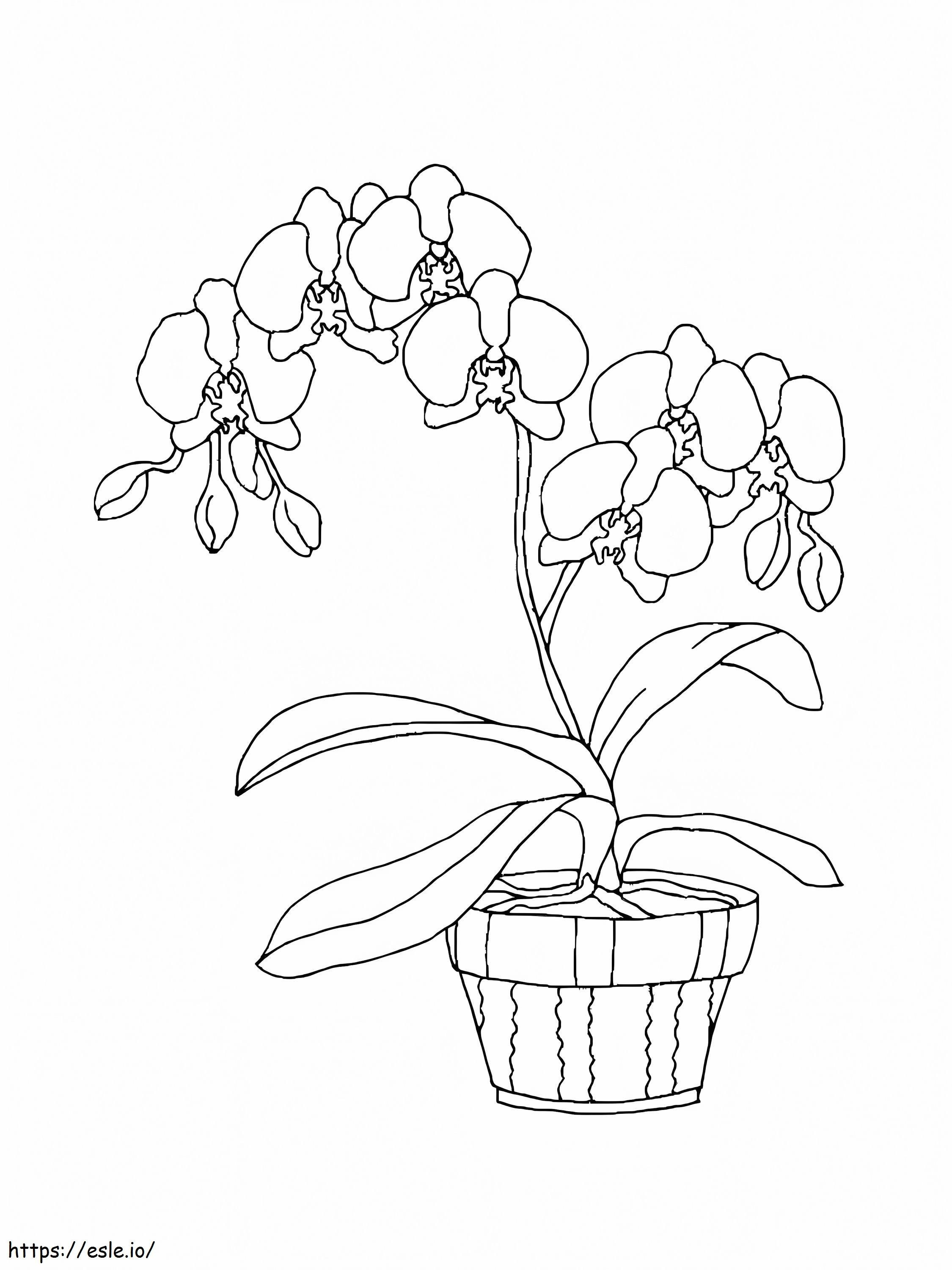 Coloriage Orchidée dans un pot à imprimer dessin