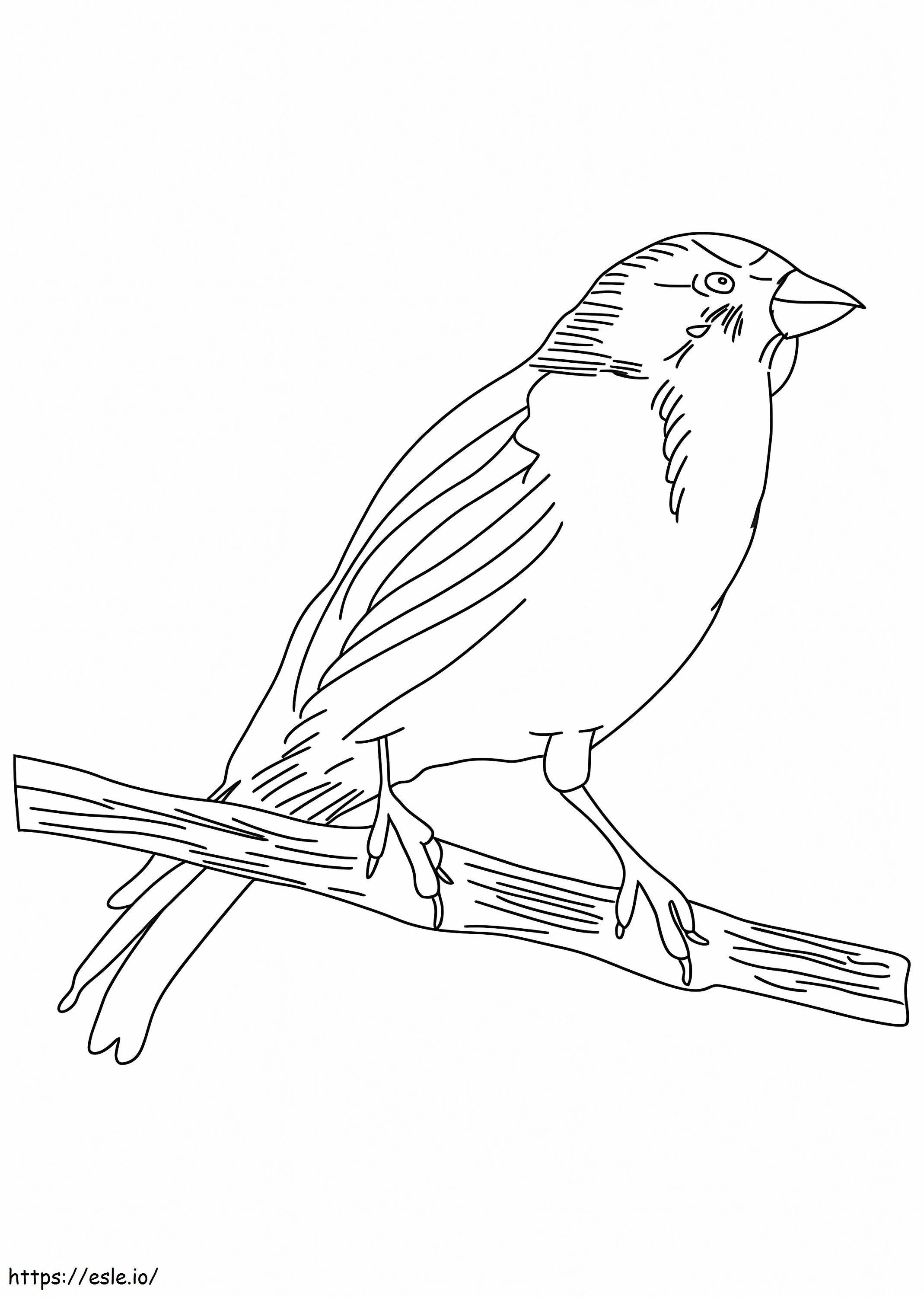 鉛筆描きのカナリア鳥 ぬりえ - 塗り絵
