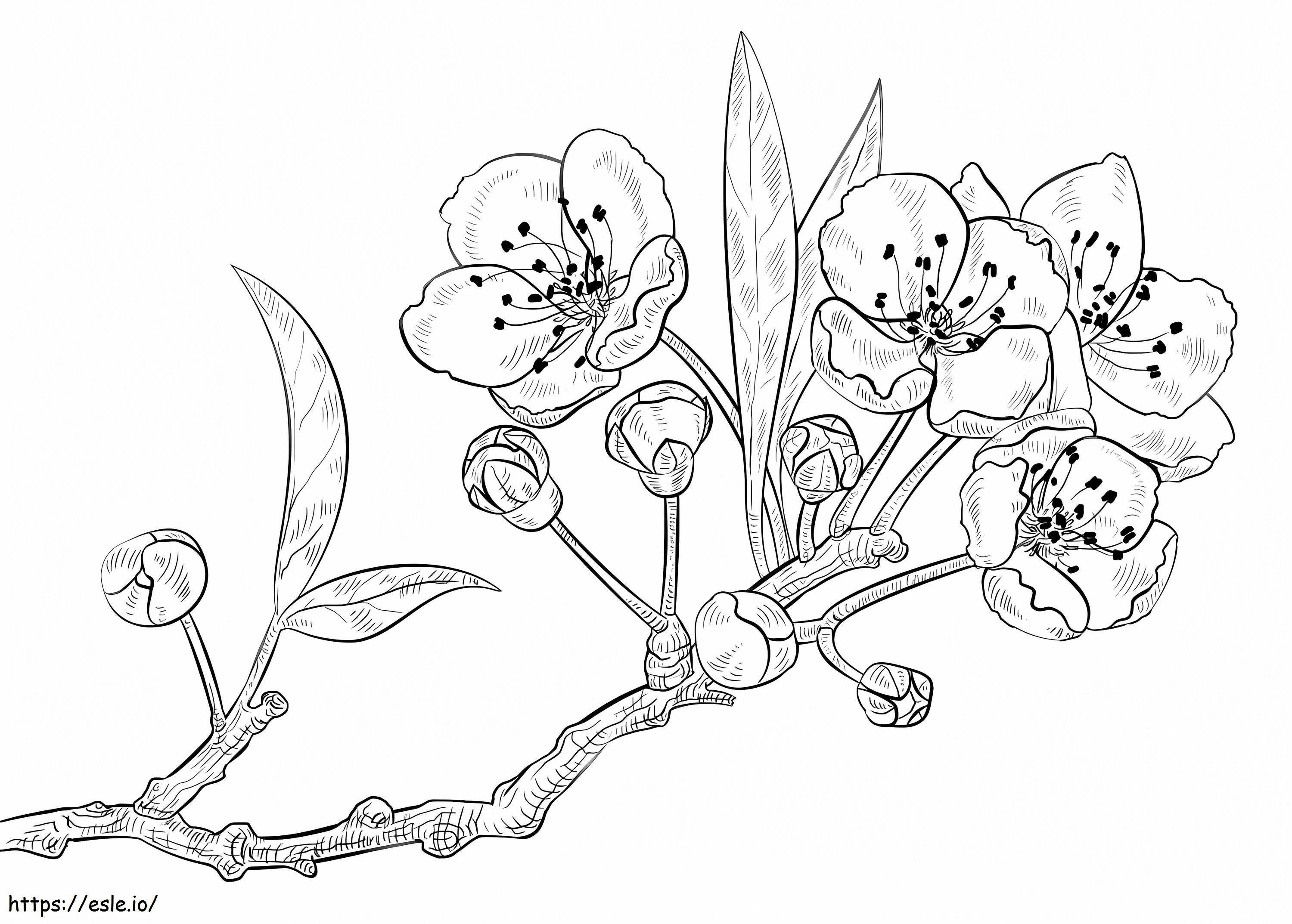 A Cherry Blossom Branch coloring page