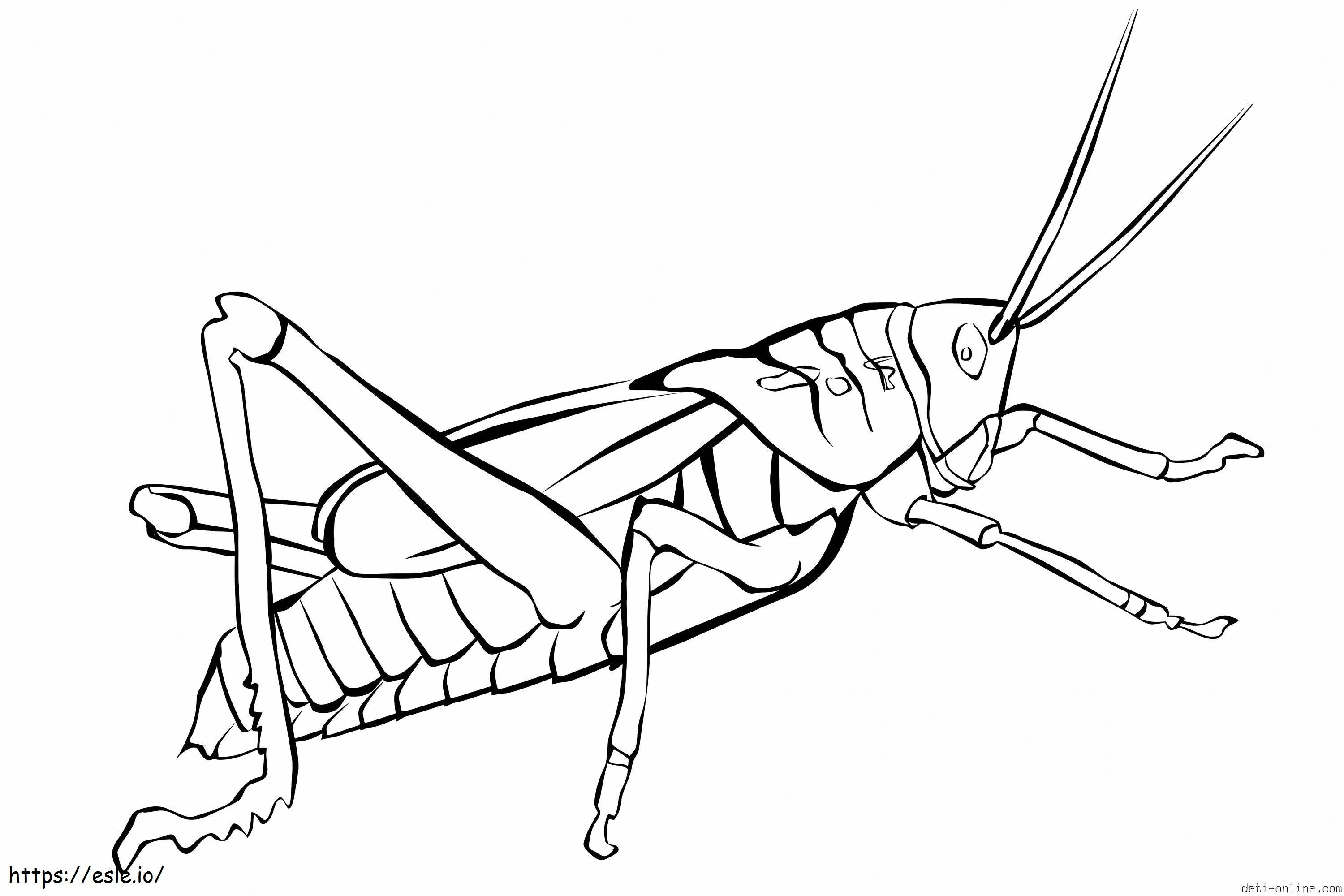 Good Grasshopper coloring page