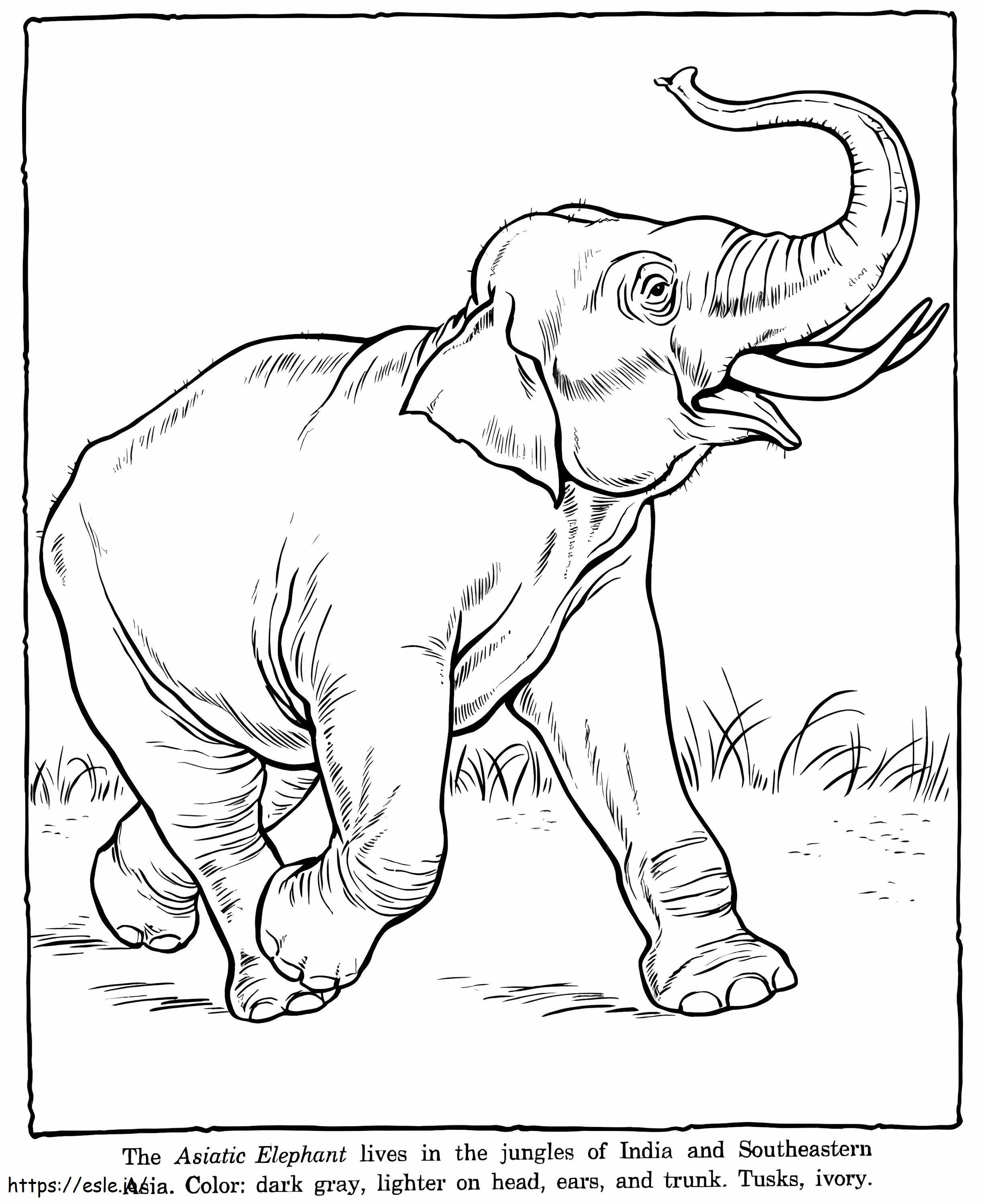 Coloriage L'éléphant d'Asie à imprimer dessin
