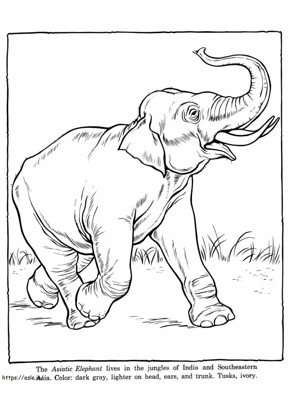 Coloriage L'éléphant d'Asie à imprimer dessin