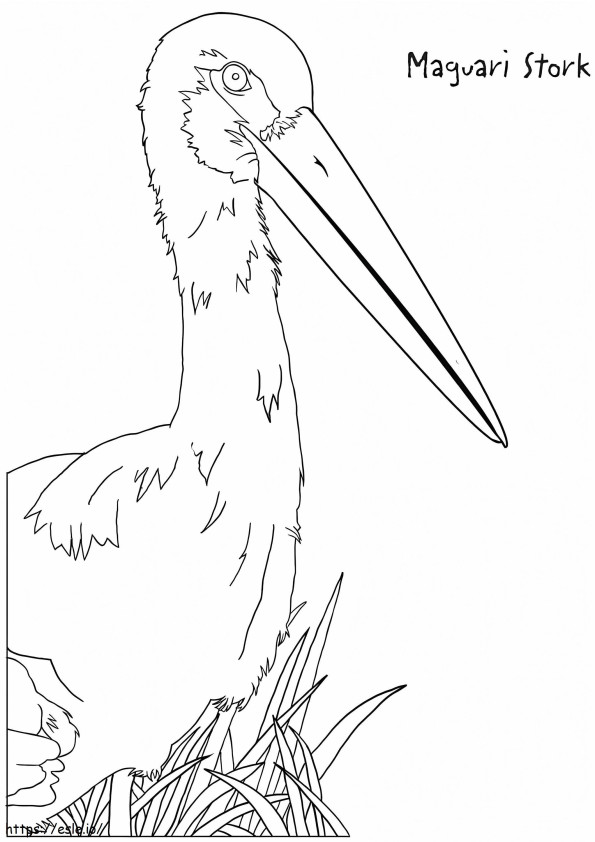 Maguari Stork coloring page