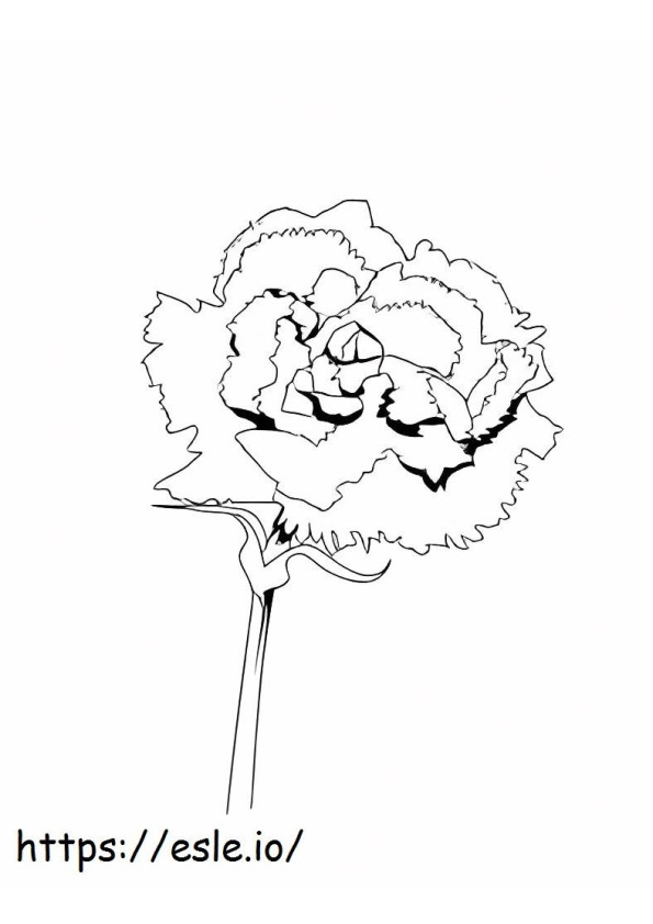Carnation Drawing coloring page