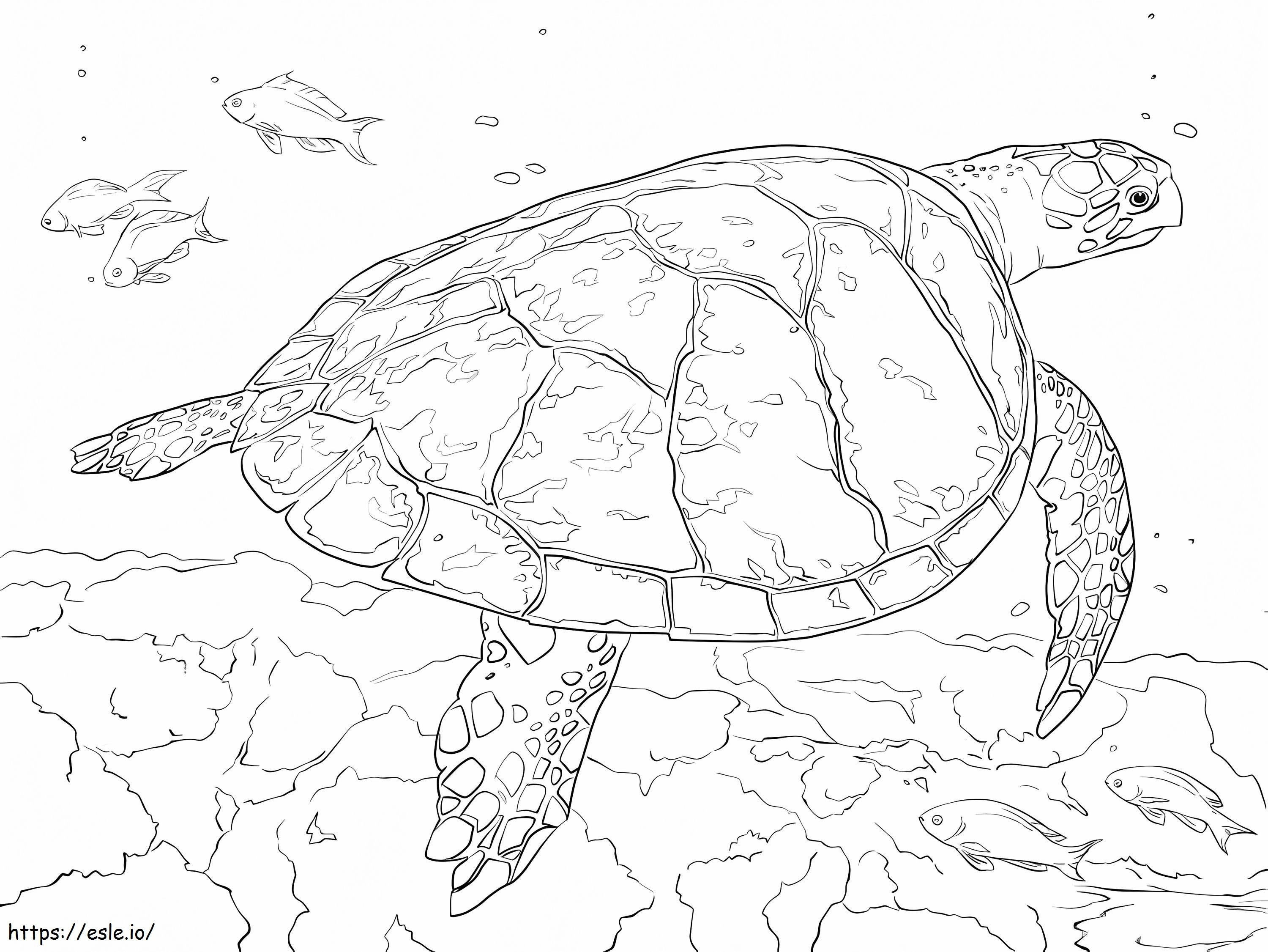 Hawksbill Sea Turtle coloring page