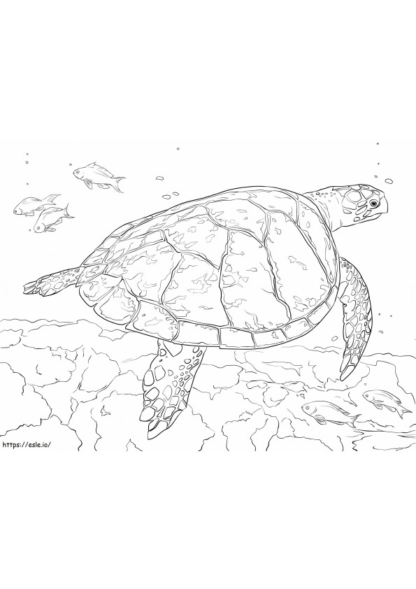 Şahin Gagalı Deniz Kaplumbağası boyama