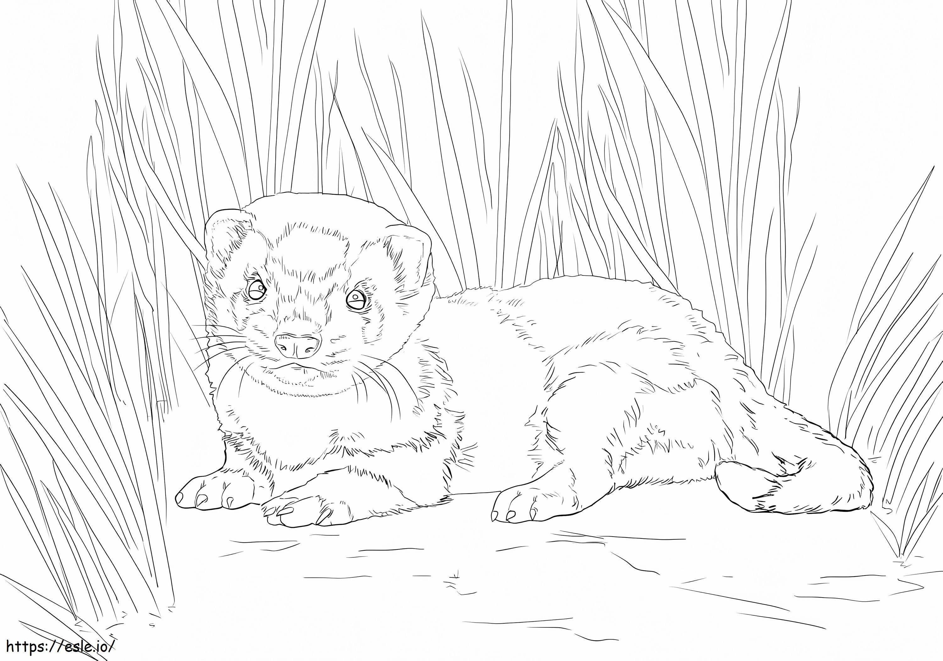 Baby Ferret coloring page