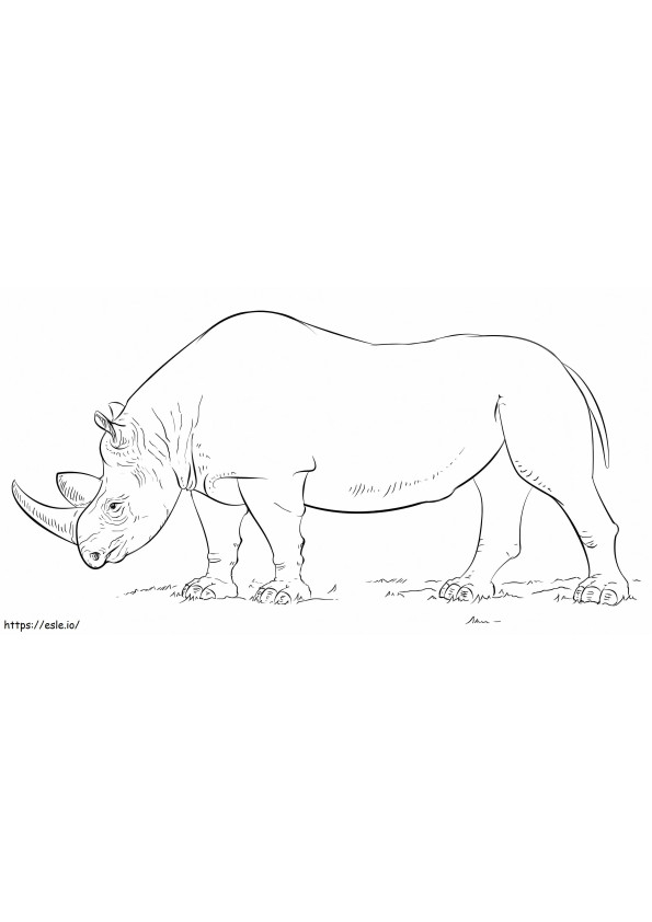 Rinoceronte africano da colorare