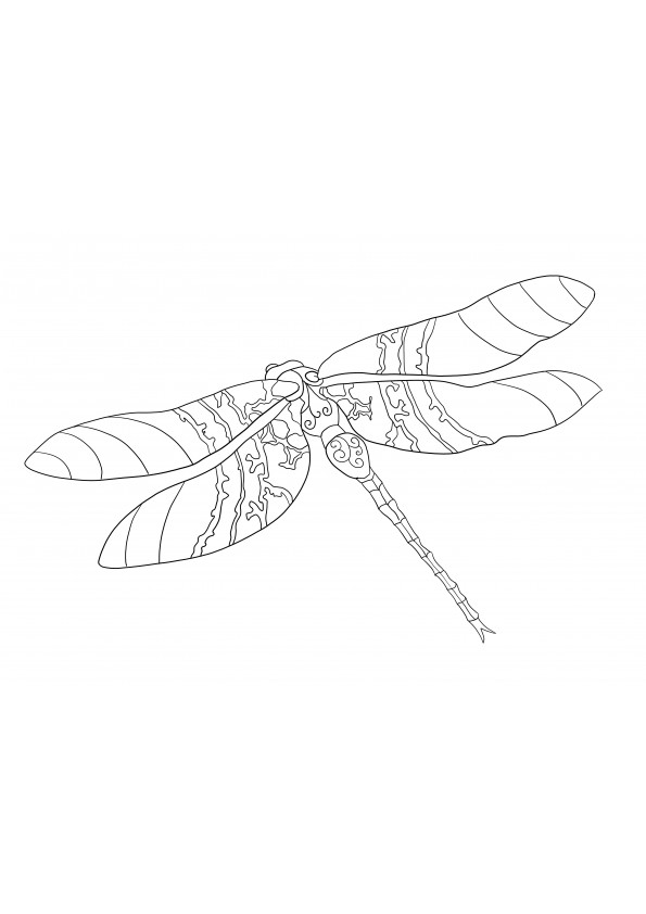 Dragonfly gratis print- en kleurafbeelding