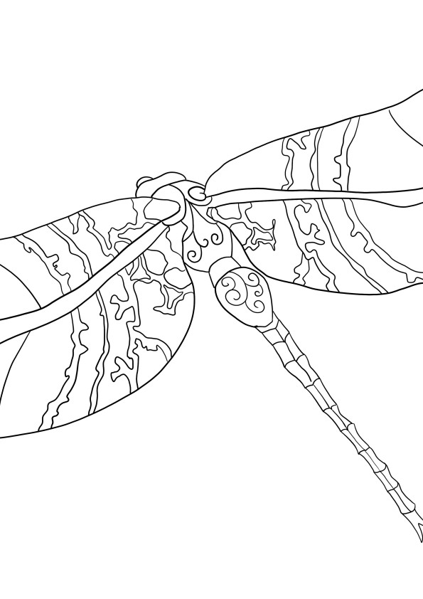 Dragonfly ilmainen tulostus- ja värityskuva