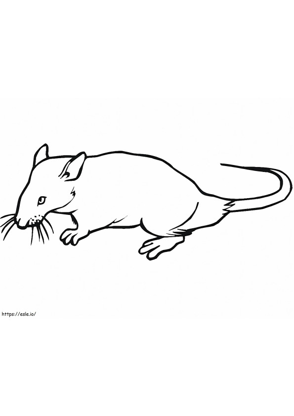 Print Rat coloring page