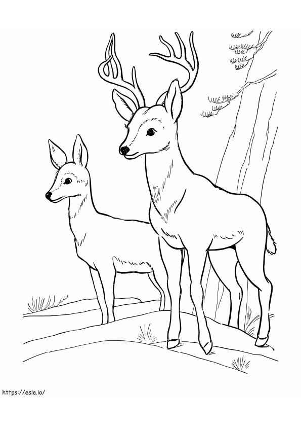 2頭の鹿 ぬりえ - 塗り絵