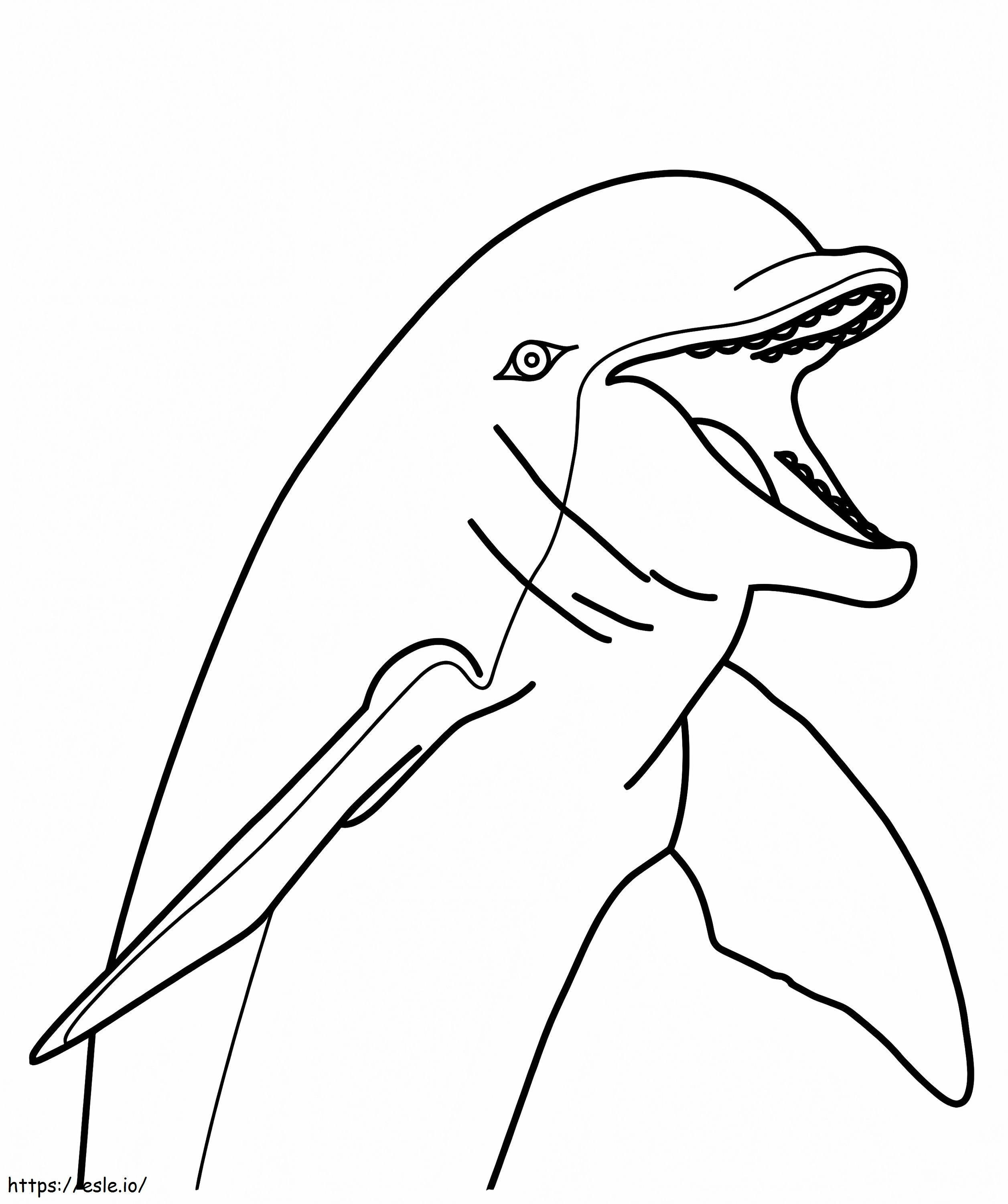 Delfiinin kasvot värityskuva