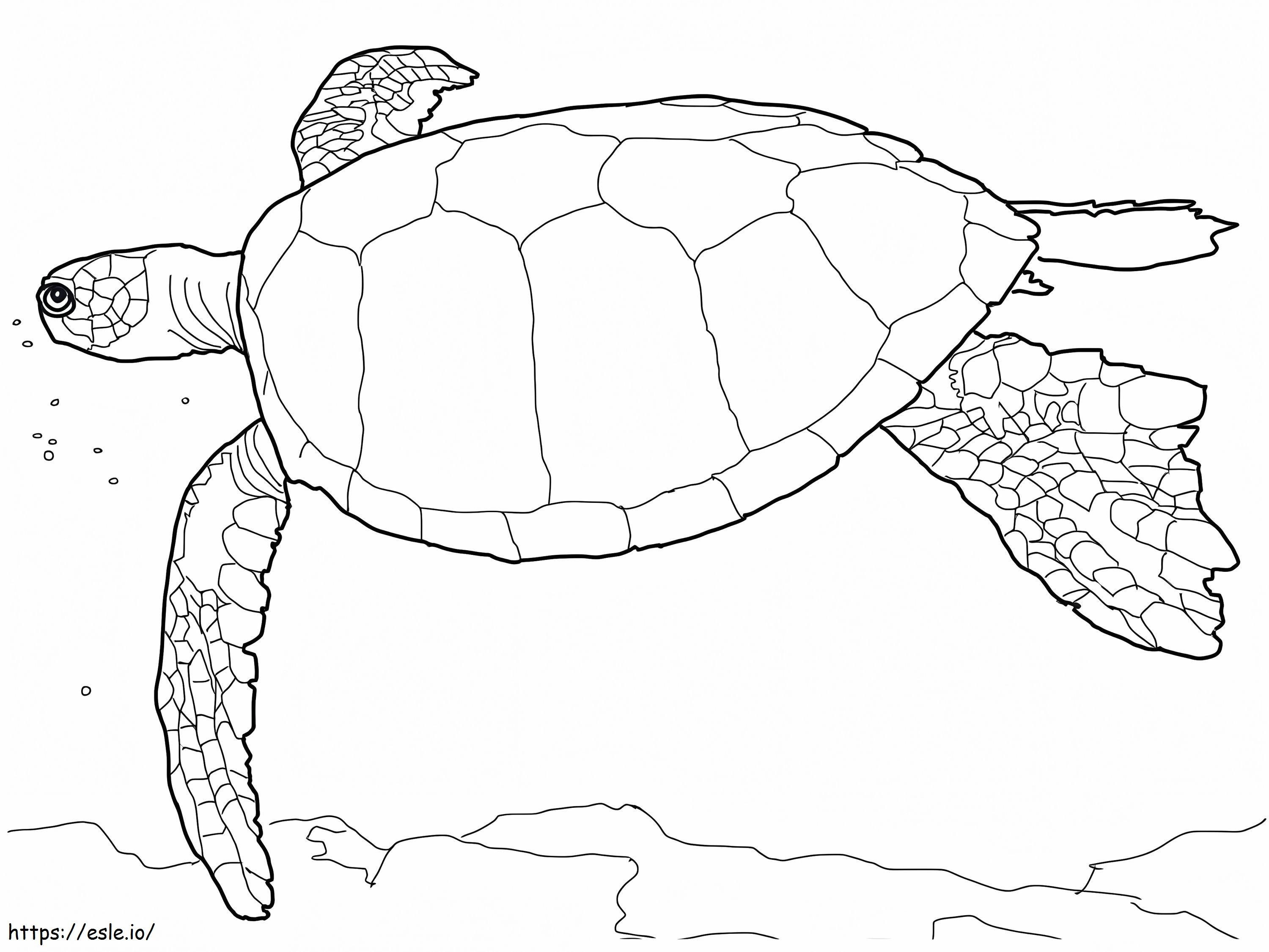 Hawaii zöld tengeri teknős kifestő