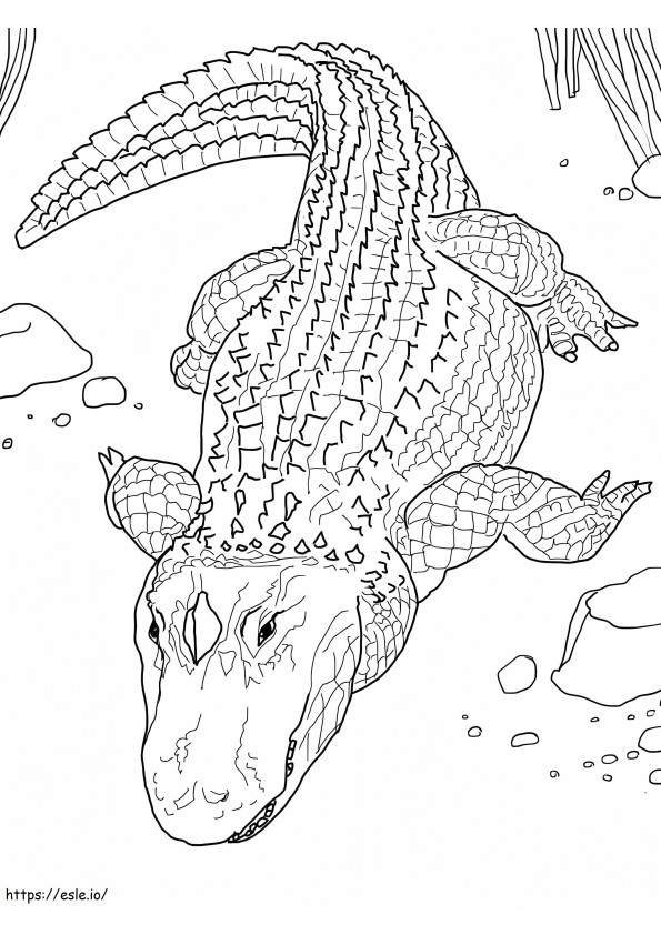 Coloriage Alligator commun à imprimer dessin