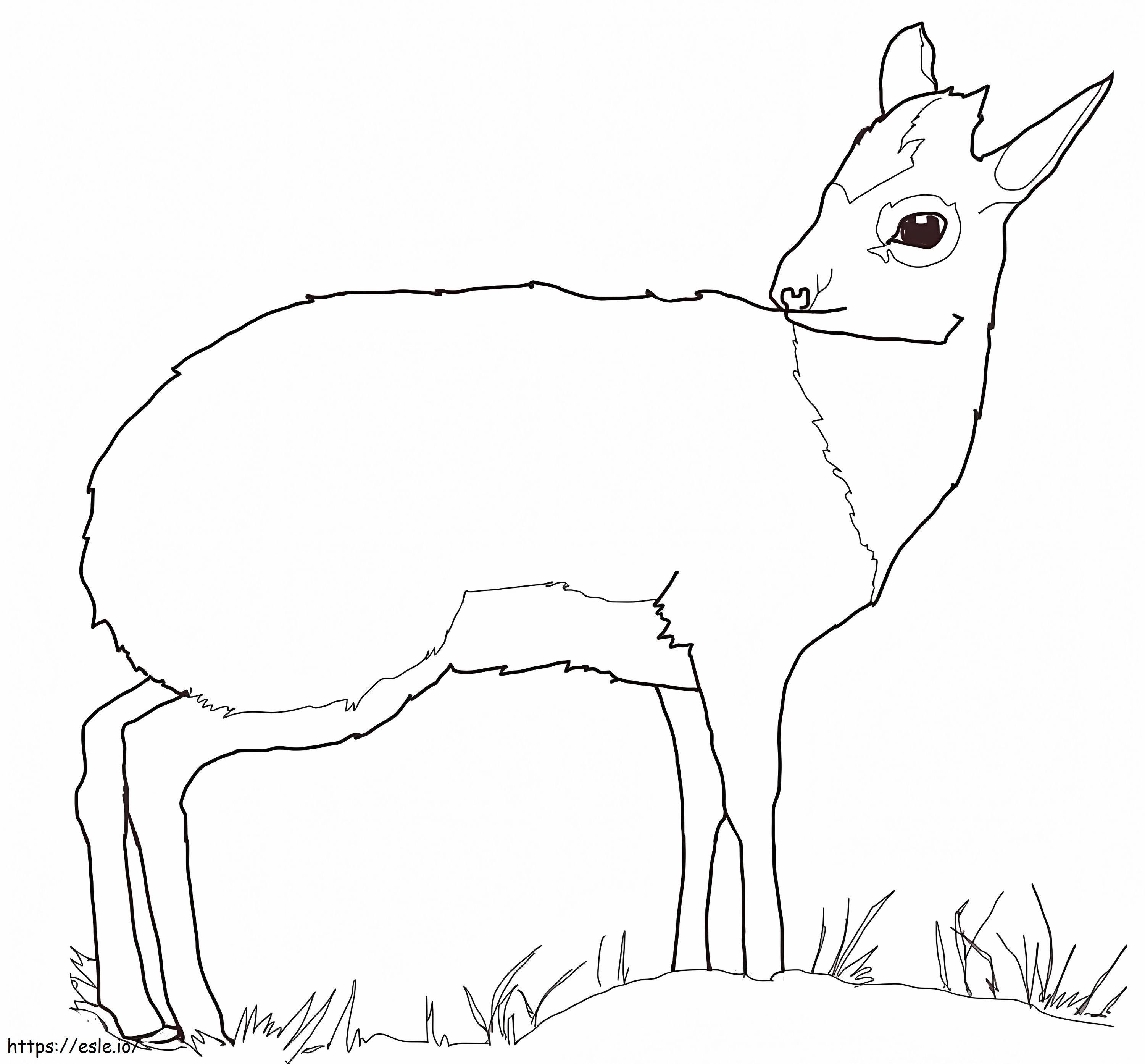 Antilope Dik Dik da colorare
