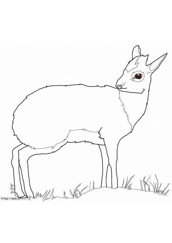 Coloriage Antilope Dik Dik à imprimer dessin