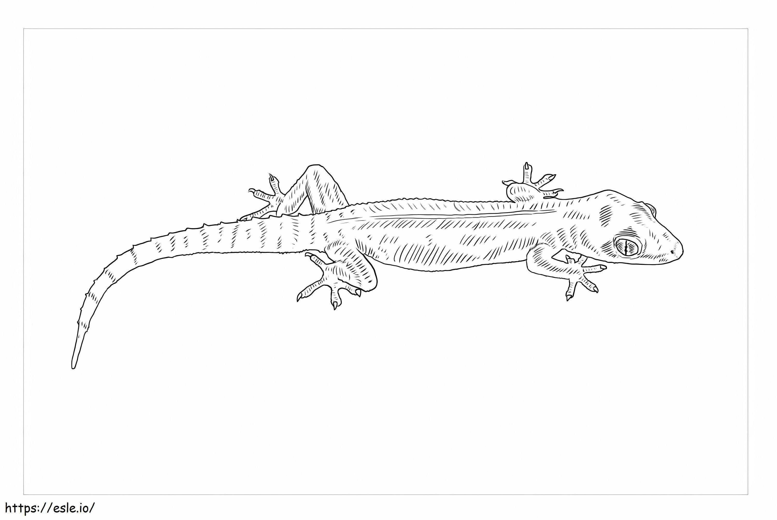 Free Gecko Idea coloring page
