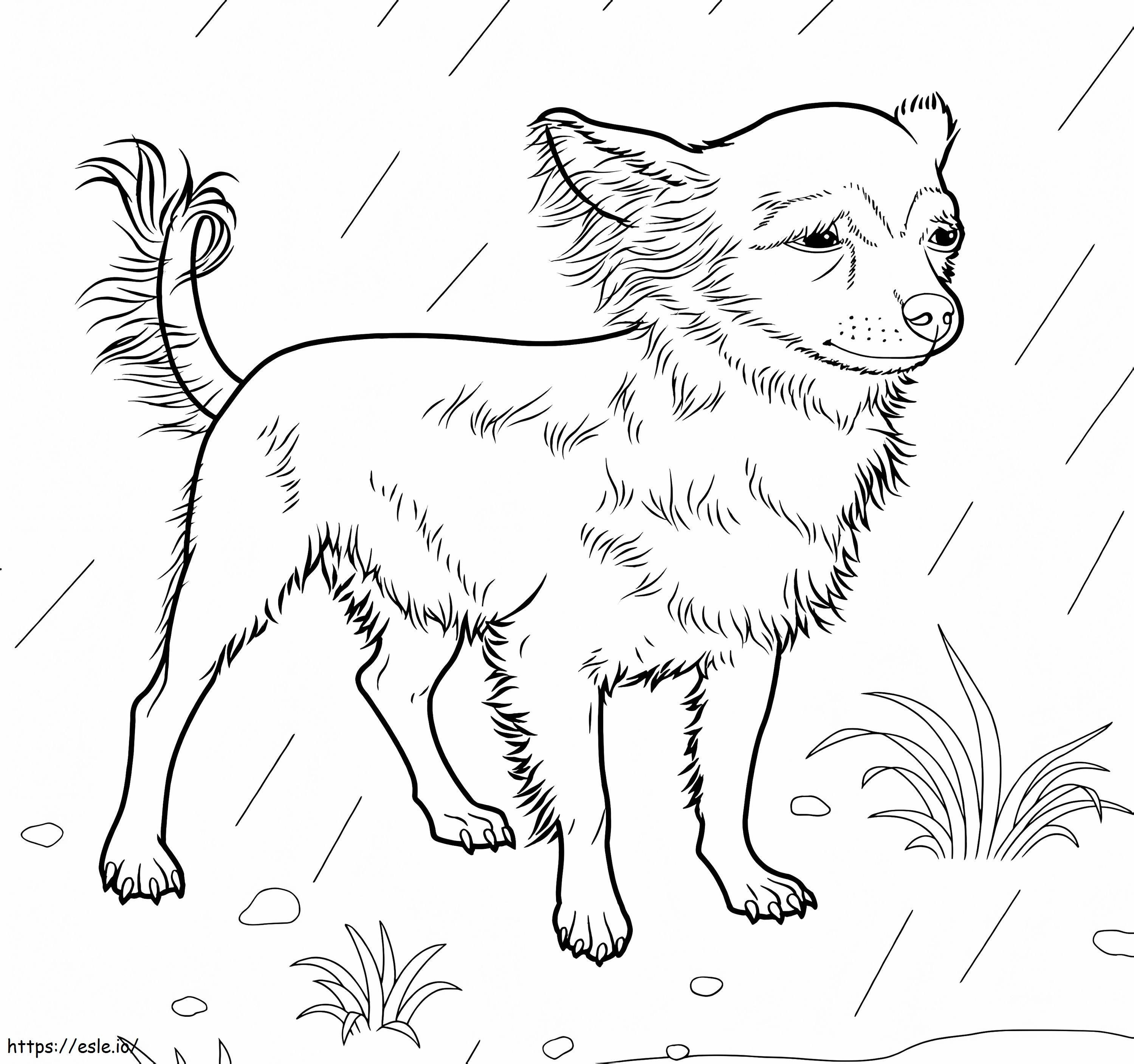 Chihuahua sotto la pioggia da colorare