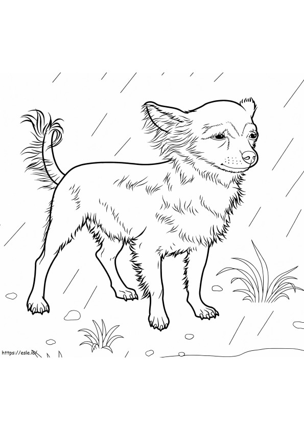 chihuahua bajo la lluvia para colorear