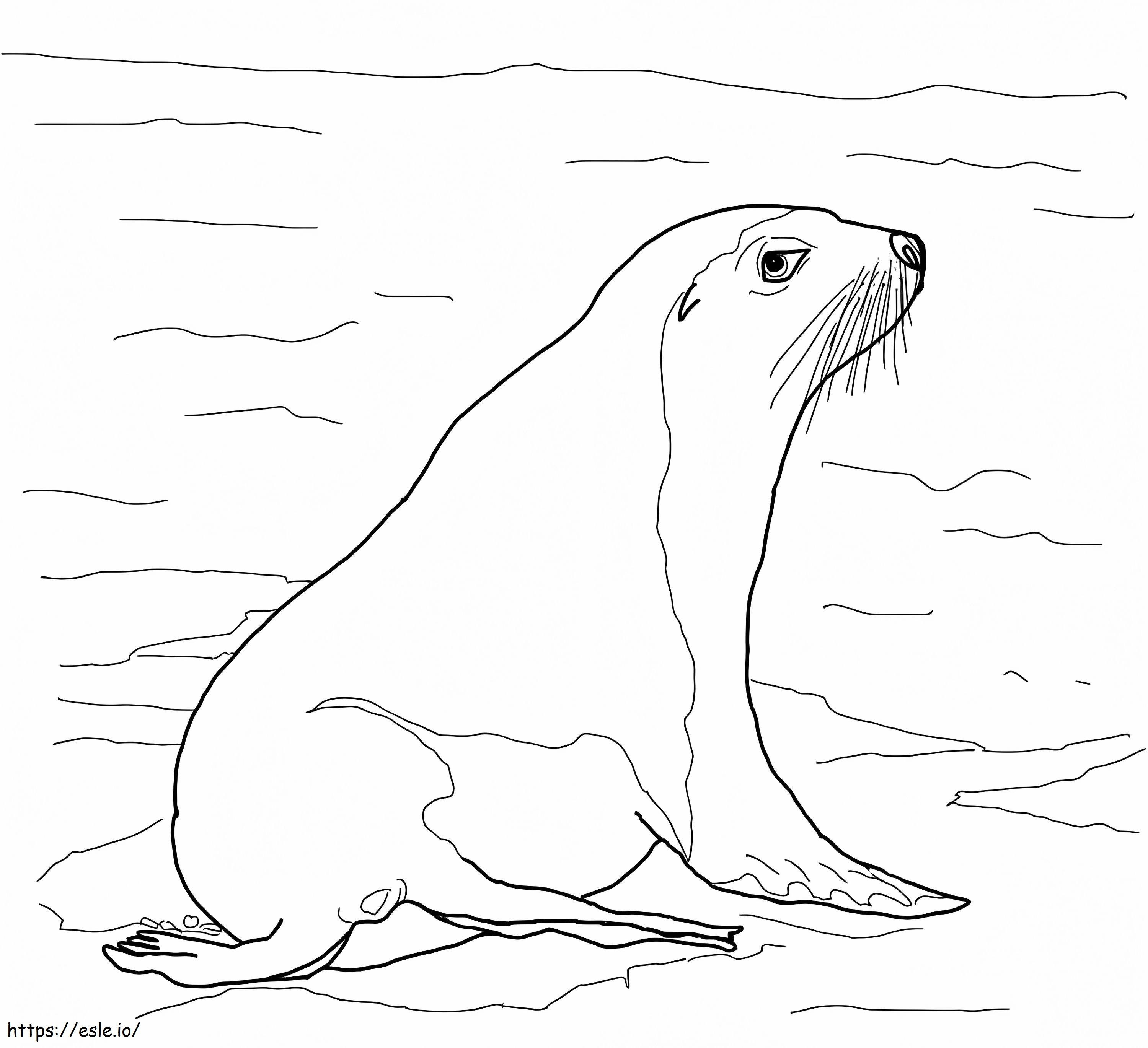 Coloriage Lion de mer australien à imprimer dessin