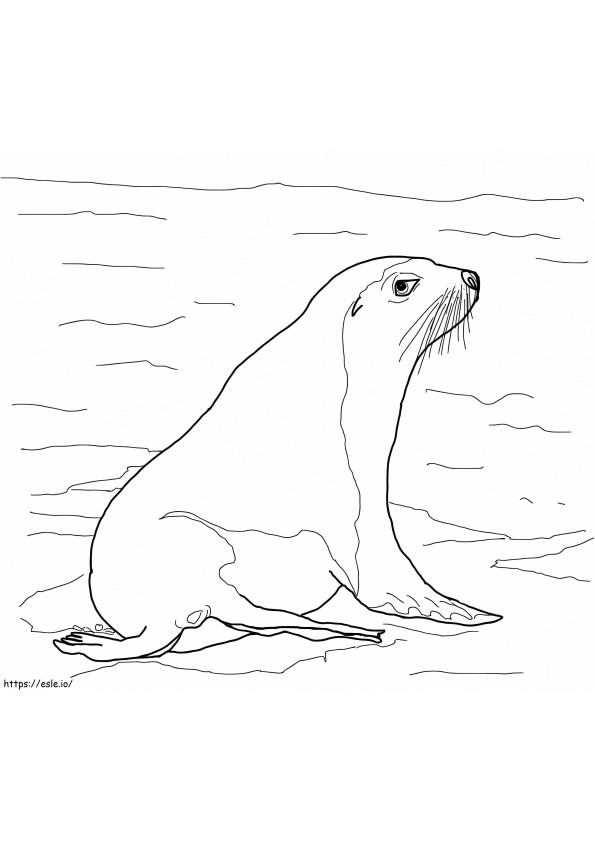 Australian Sea Lion coloring page