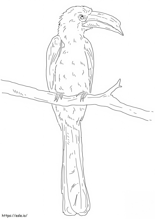 Crowned Hornbill coloring page
