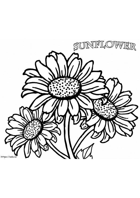 Realistic Sunflowers coloring page