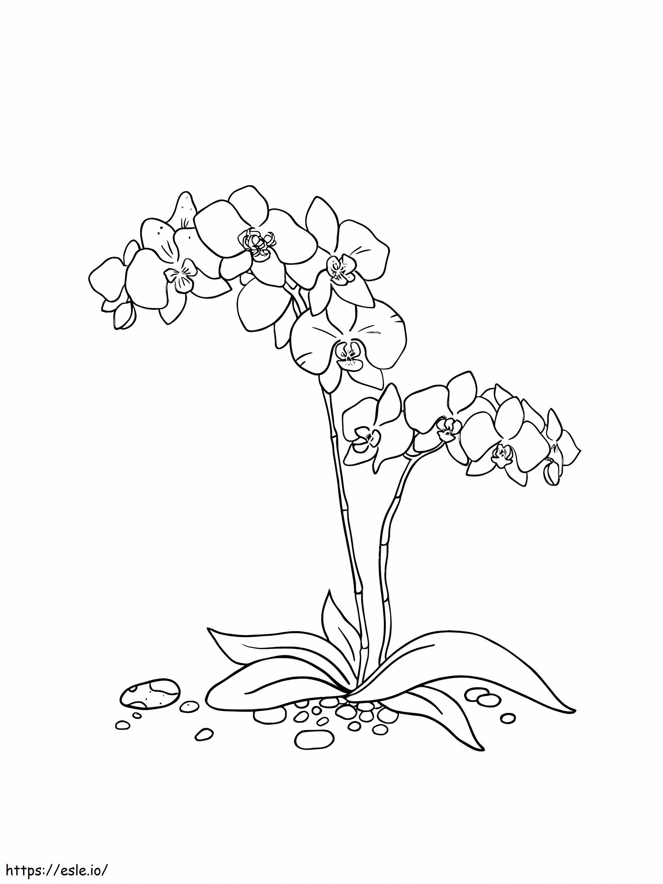 印刷する蘭 ぬりえ - 塗り絵